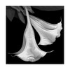 Trademark Fine Art Susan S. Barmon 'Trumpet Flower Black And White' Canvas Art, 24x24 ALI34326-C2424GG